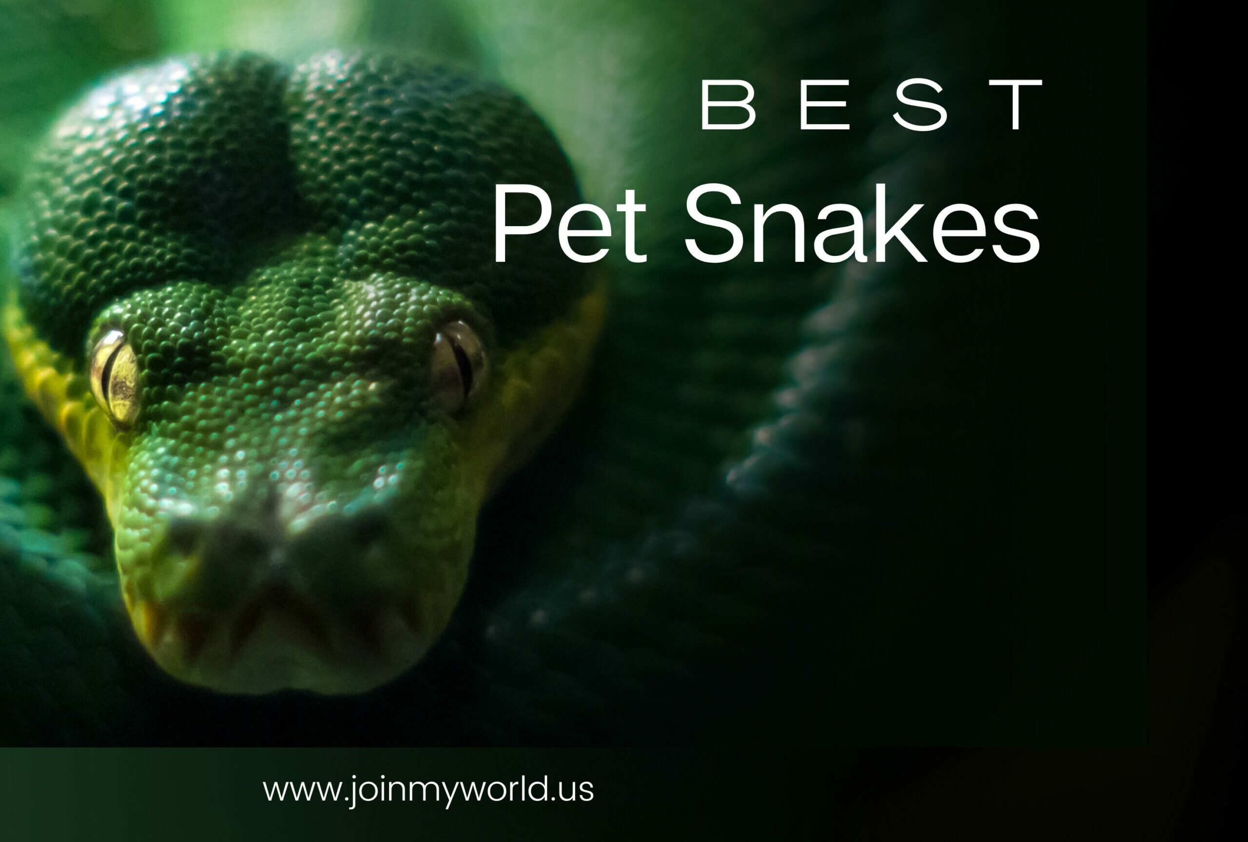 Best Pet Snakes